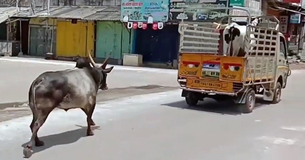 taureau refuse d’être séparé de la vache et poursuit le camion
