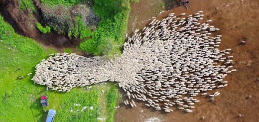 troupeau de moutons en drone fascinant