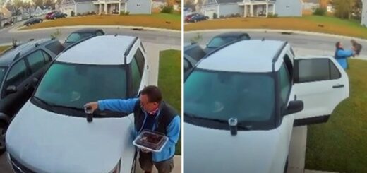 un homme sauve sa femme d'un lynx