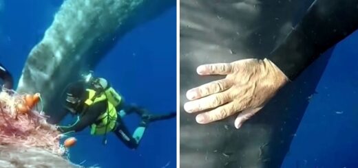 une baleine demande l'aide des plongeurs