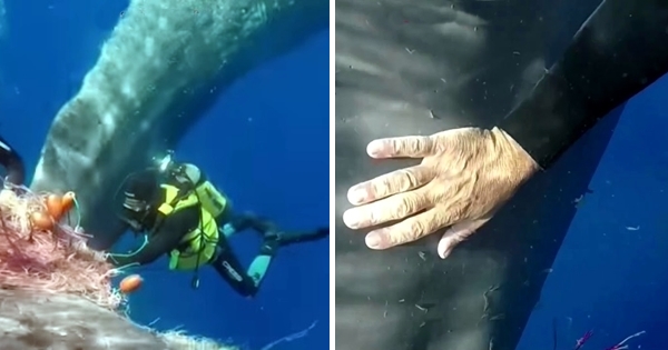 une baleine demande l'aide des plongeurs