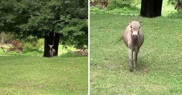 âne content revoir sa propriétaire