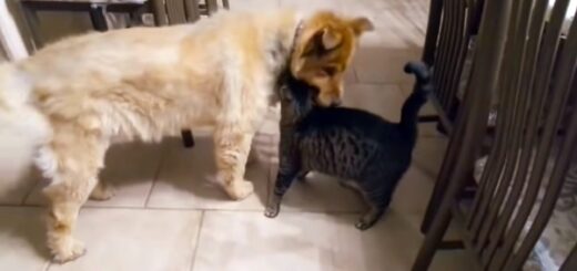 chien aveugle retrouvailles avec son ami chat