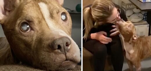 chien aveugle voit pour la premiere fois