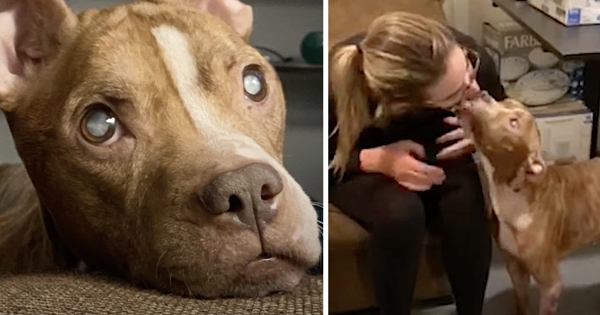 chien aveugle voit pour la premiere fois