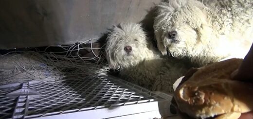 chien caniche sauvé égout