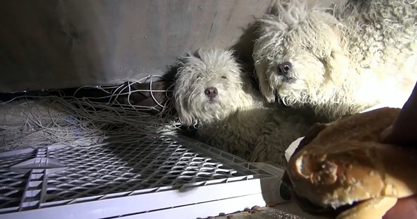 chien caniche sauvé égout