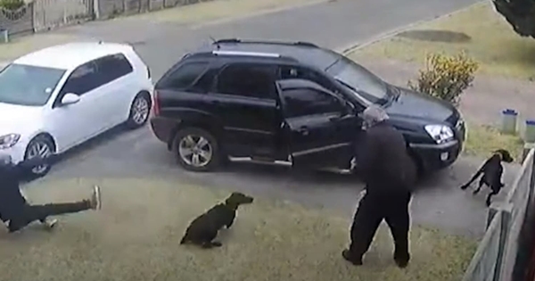 chien doberman braquage