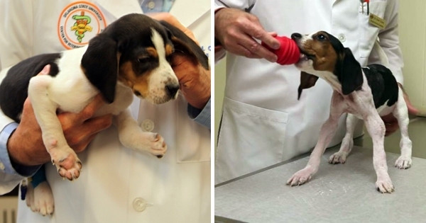 chien né pattes à l'envers