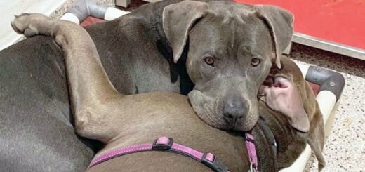 deux pitbulls inséparables adoption