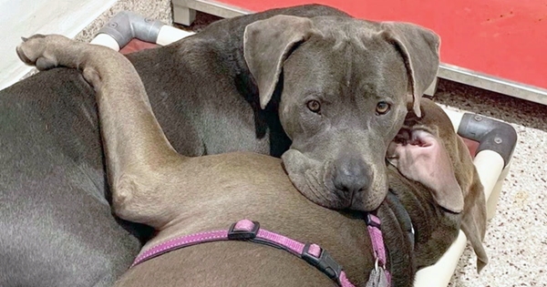 deux pitbulls inséparables adoption