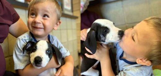 enfant adopte chiot fente labiale