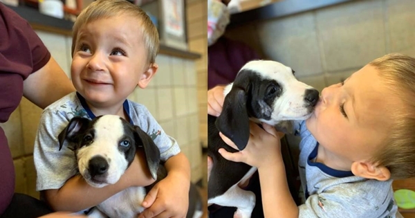 enfant adopte chiot fente labiale