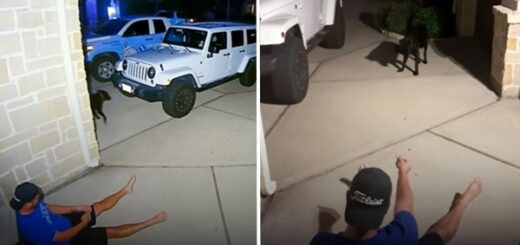 il reste assis dehors pendant des heures à essayer d'attraper un chien errant