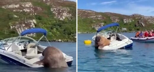 morse monte sur un bateau