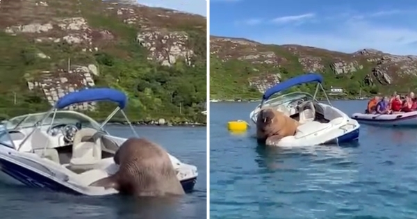 morse monte sur un bateau