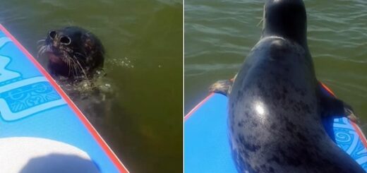 phoque monte sur une planche paddle