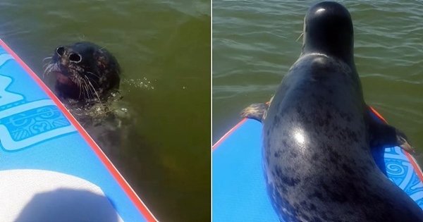 phoque monte sur une planche paddle