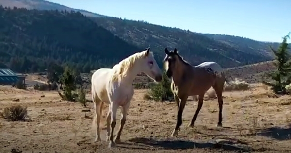 cheval retrouvailles partenaire