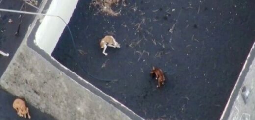 chien drone lave volcan