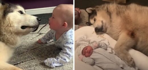 chien malamute bébé