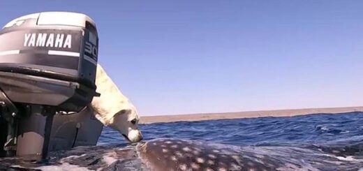 chien requin baleine
