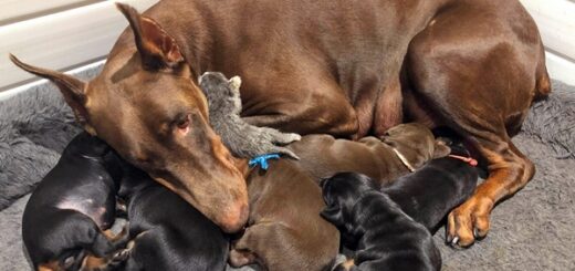doberman adopte chaton