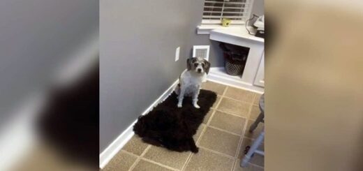 femme trouve pas son chien