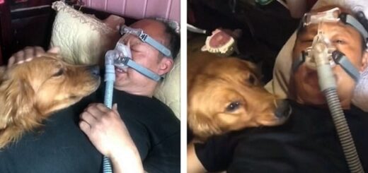 golden retriever appareil respiratoire