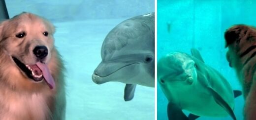 golden retriever dauphin