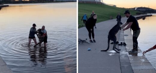 kangourou sauvé d'un lac