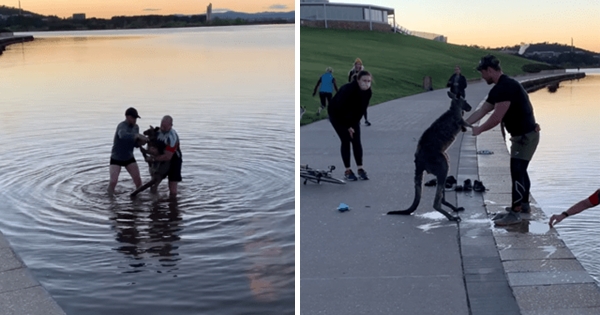 kangourou sauvé d'un lac