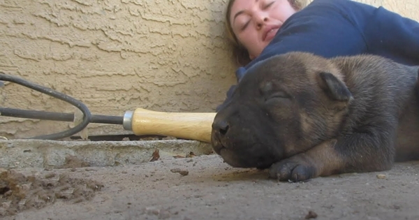 maman chien montre ses bébés