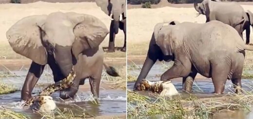 maman éléphant attaque crocodile