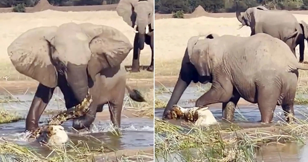 maman éléphant attaque crocodile