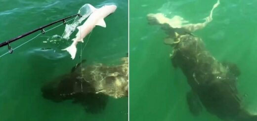 requin avalé monstre marin