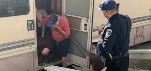 retrouvailles chien pleure joie