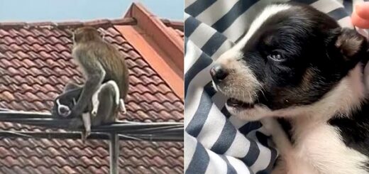 singe kidnappe chiot