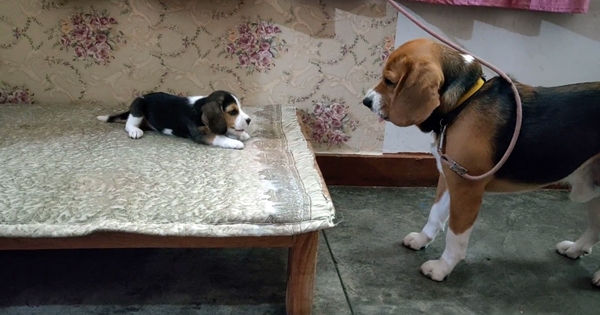 beagle conversation avec sa fille