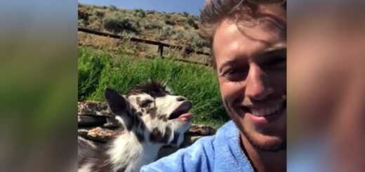 chevreau conversation