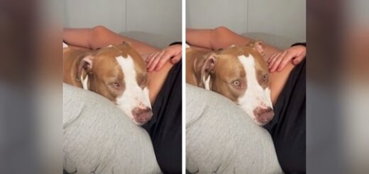 chien écoute bébé