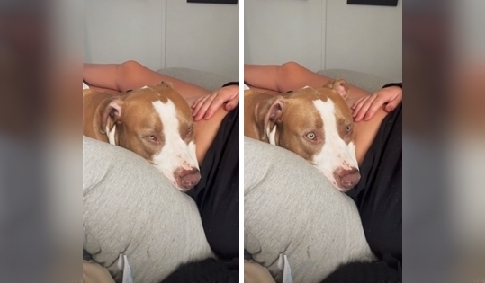 chien écoute bébé