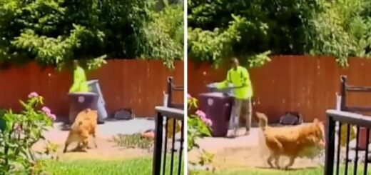 chien sauve grand-mère