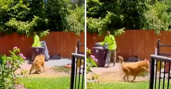 chien sauve grand-mère