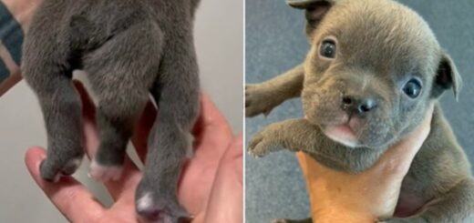 chiot né cinq pattes
