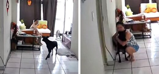 femme réconforte chien tremblement de terre