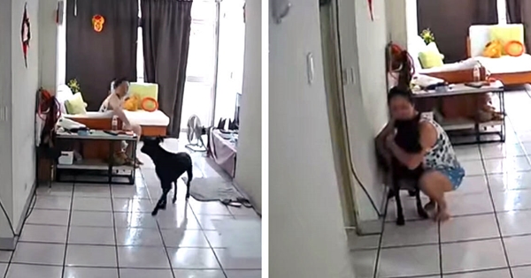 femme réconforte chien tremblement de terre