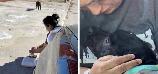 maman chien abandonnée