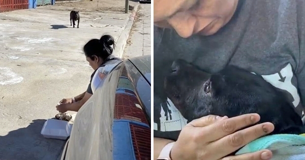 maman chien abandonnée