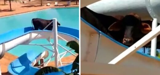 vache coincée toboggan